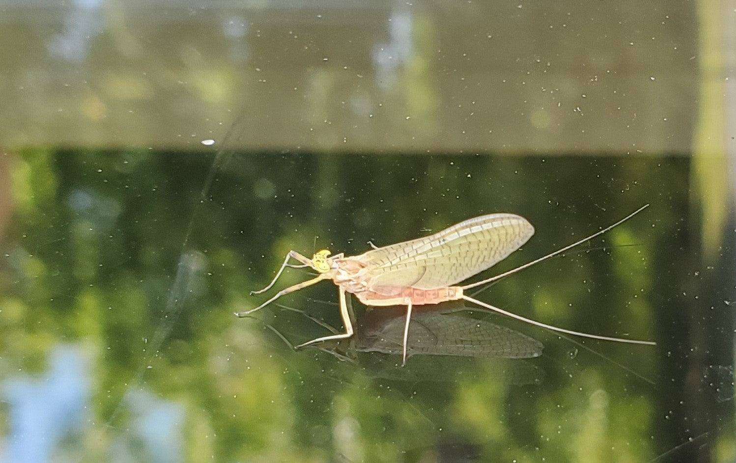 Brightly colored yellow-green and pink mayfly on a window 